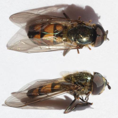 Réf. 321 374 : Xanthandrus comtus